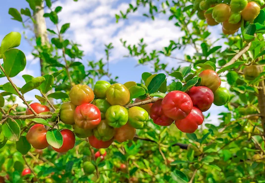 A tree full of ripe acerolas.